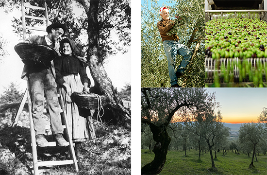 Azienda Agraria VIOLA