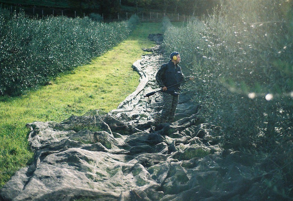 Trebbio Società Agricola