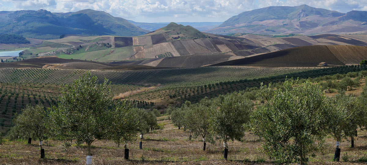 Azienda Agricola Miceli & Sensat